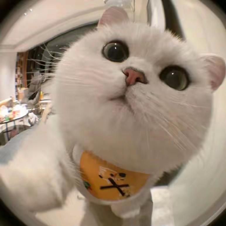 看个蛋啊