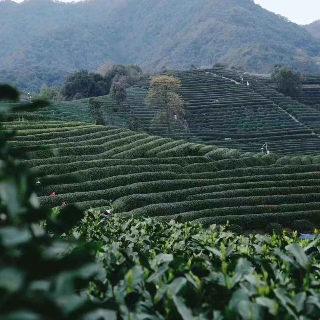 睿禾茶业