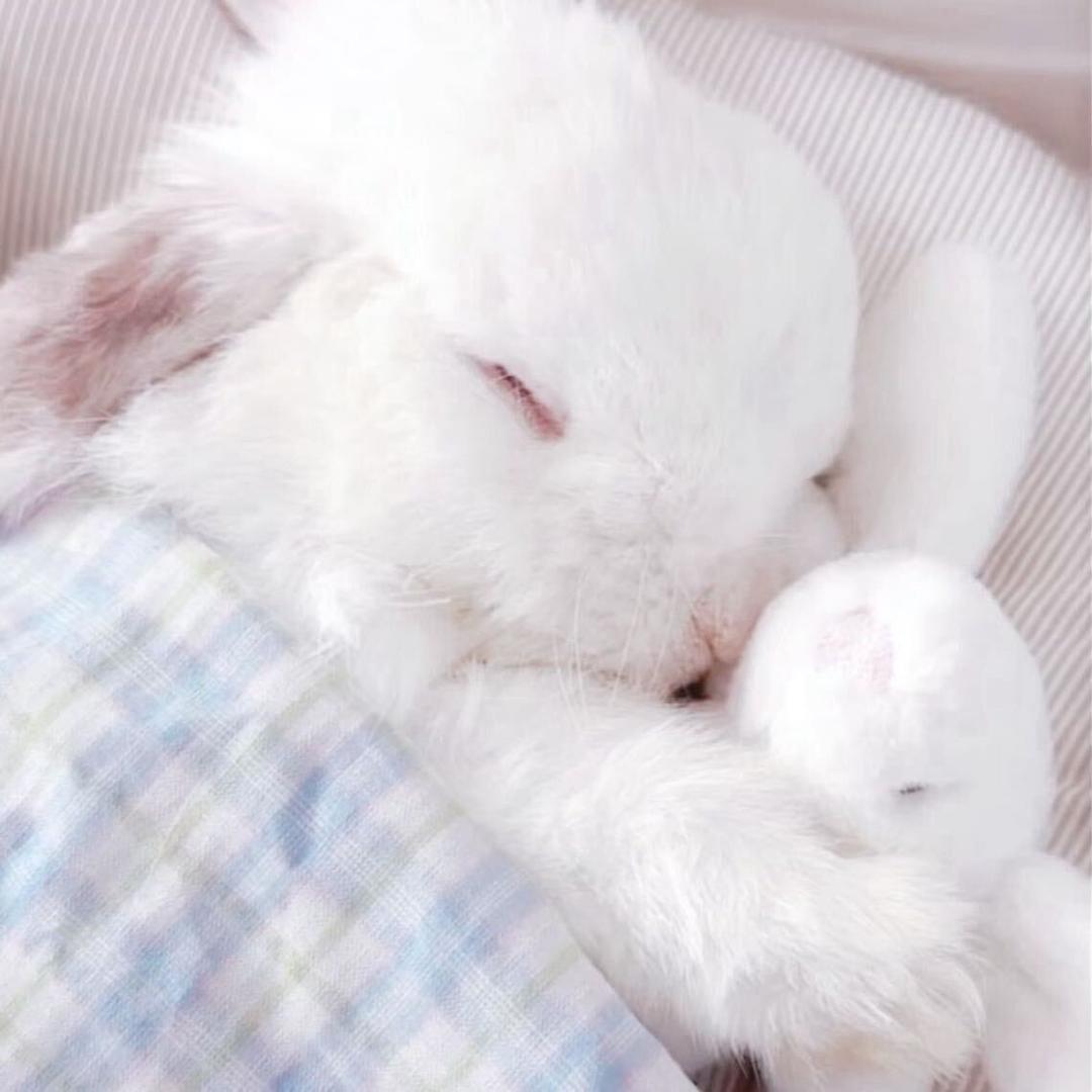 兔子王