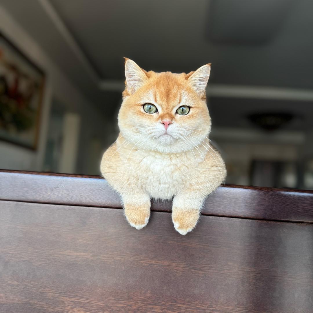 元宝是只猫622
