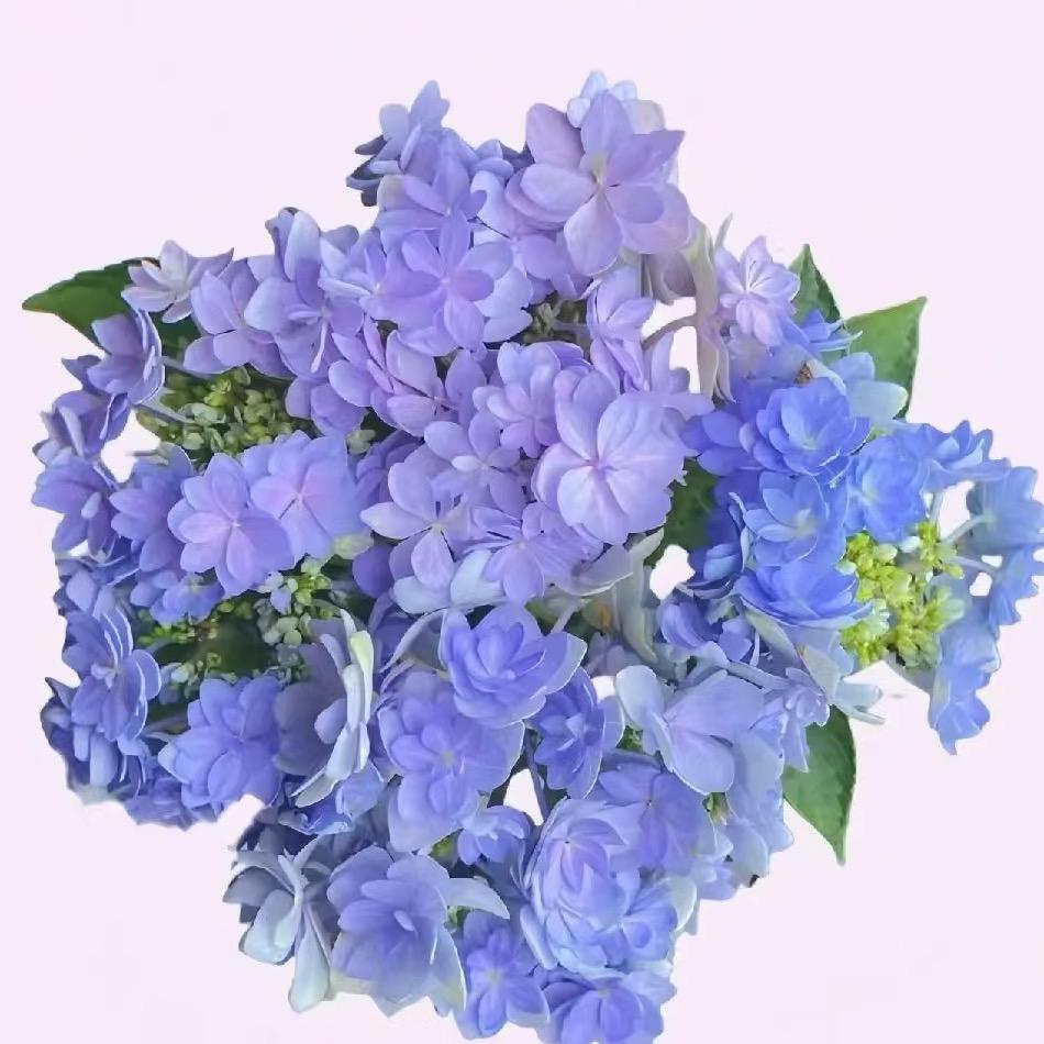 那时花开