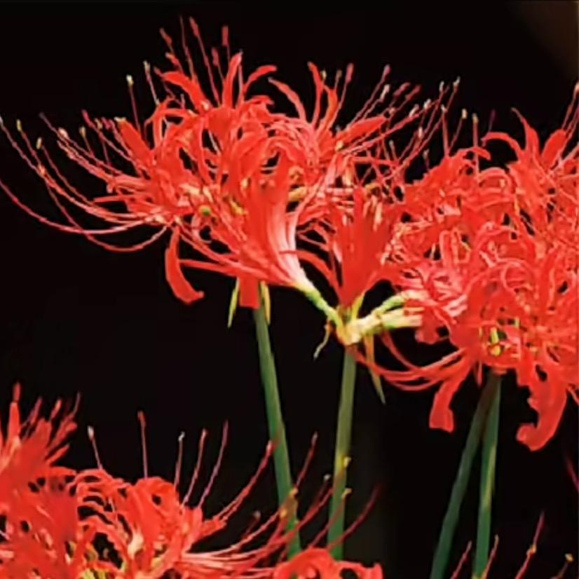 .彼岸花.