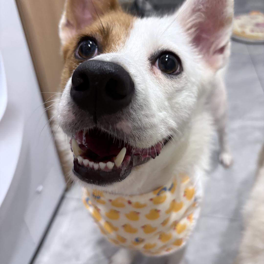 喵汪汪宠物手作