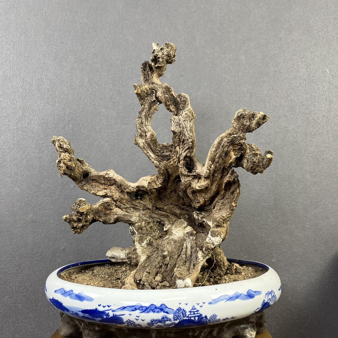 小猩带你看盆景