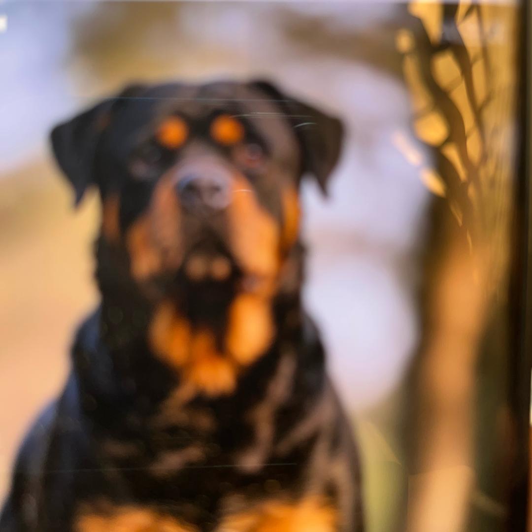 清流家（罗威纳）