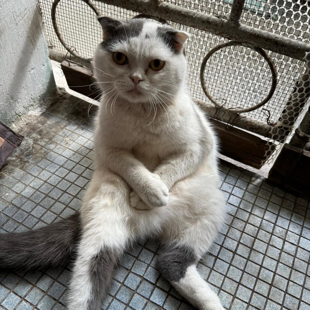飞机倒后镜（20蚊）
