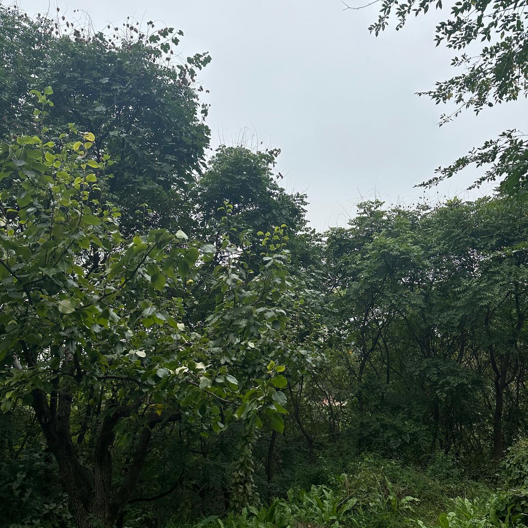 小李来巡山