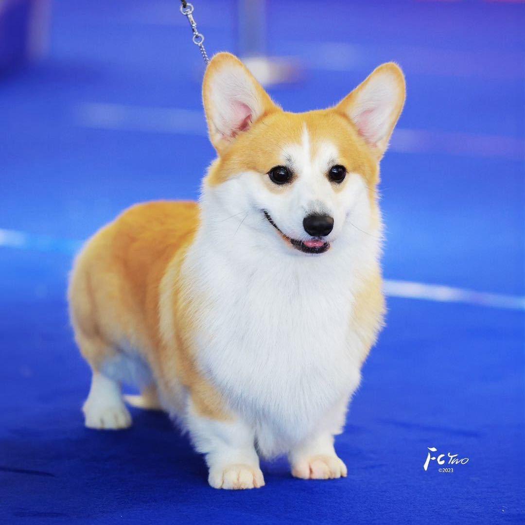 啊缺哥哥柯基犬舍
