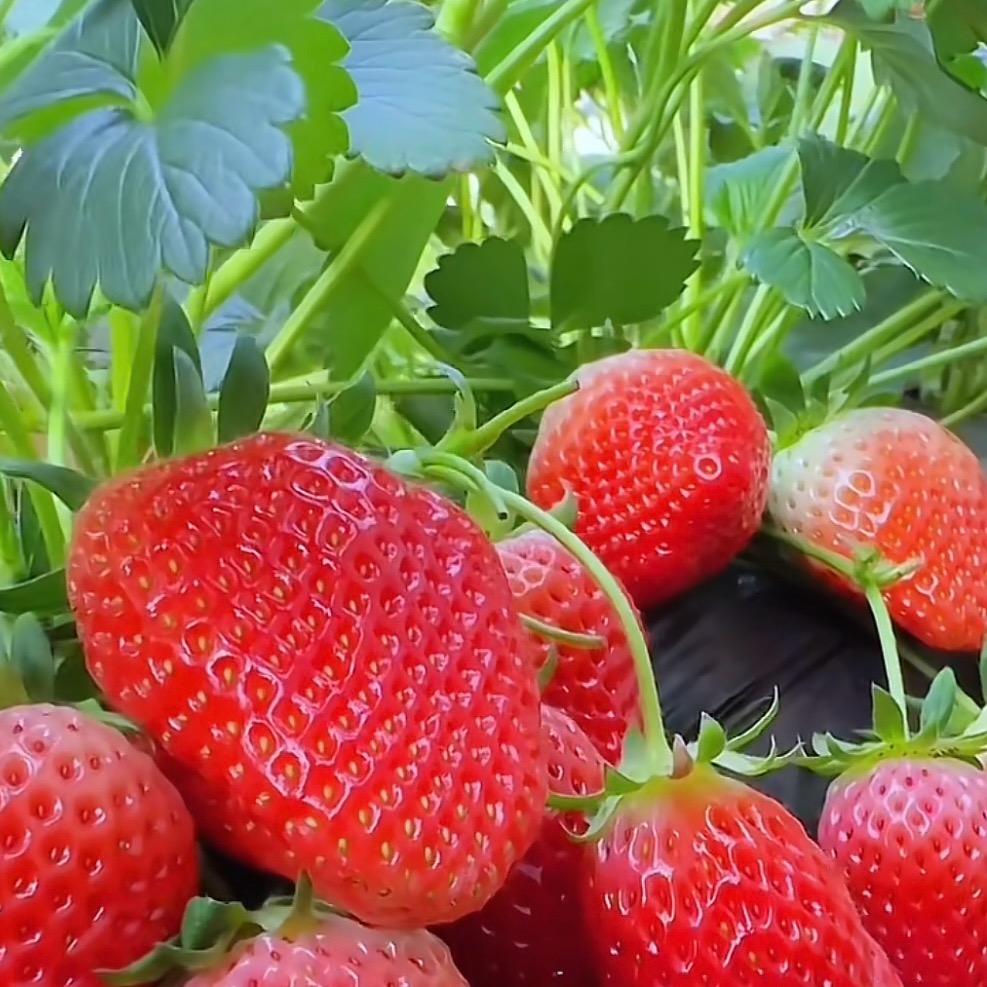 草莓公主（阳台盆栽）