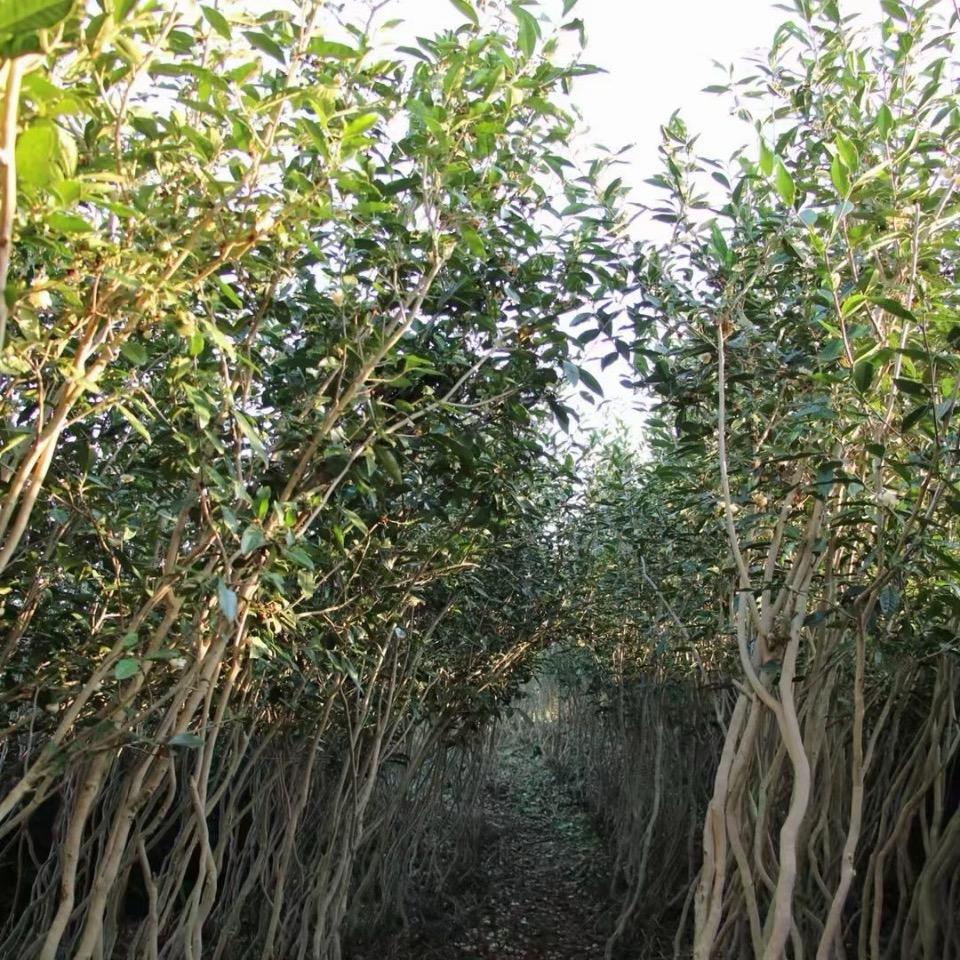 1994年12月入伍福鼎白茶（隐荣茶舍）