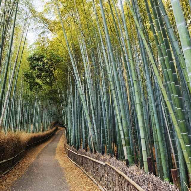 石屏县新城乡传奇竹业部