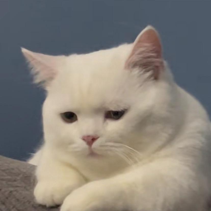呆呆不呆