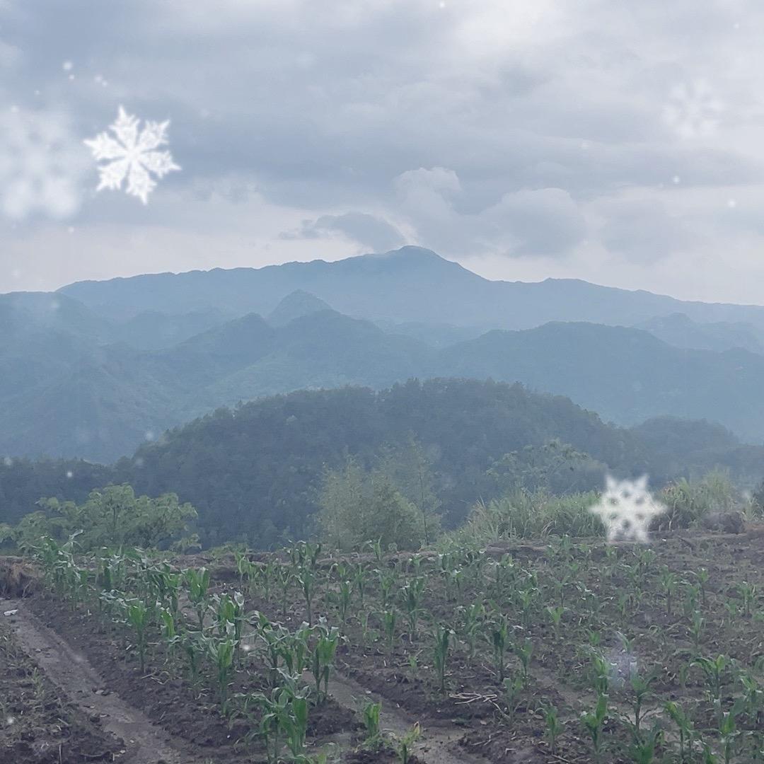 全村人都在玩的QQ农场真人版