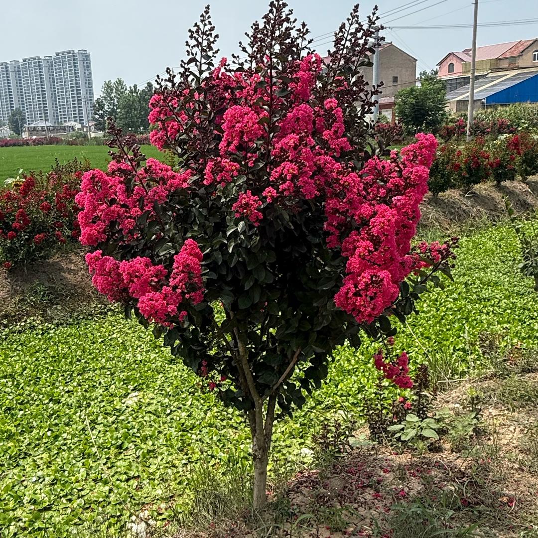 锦沐森园林