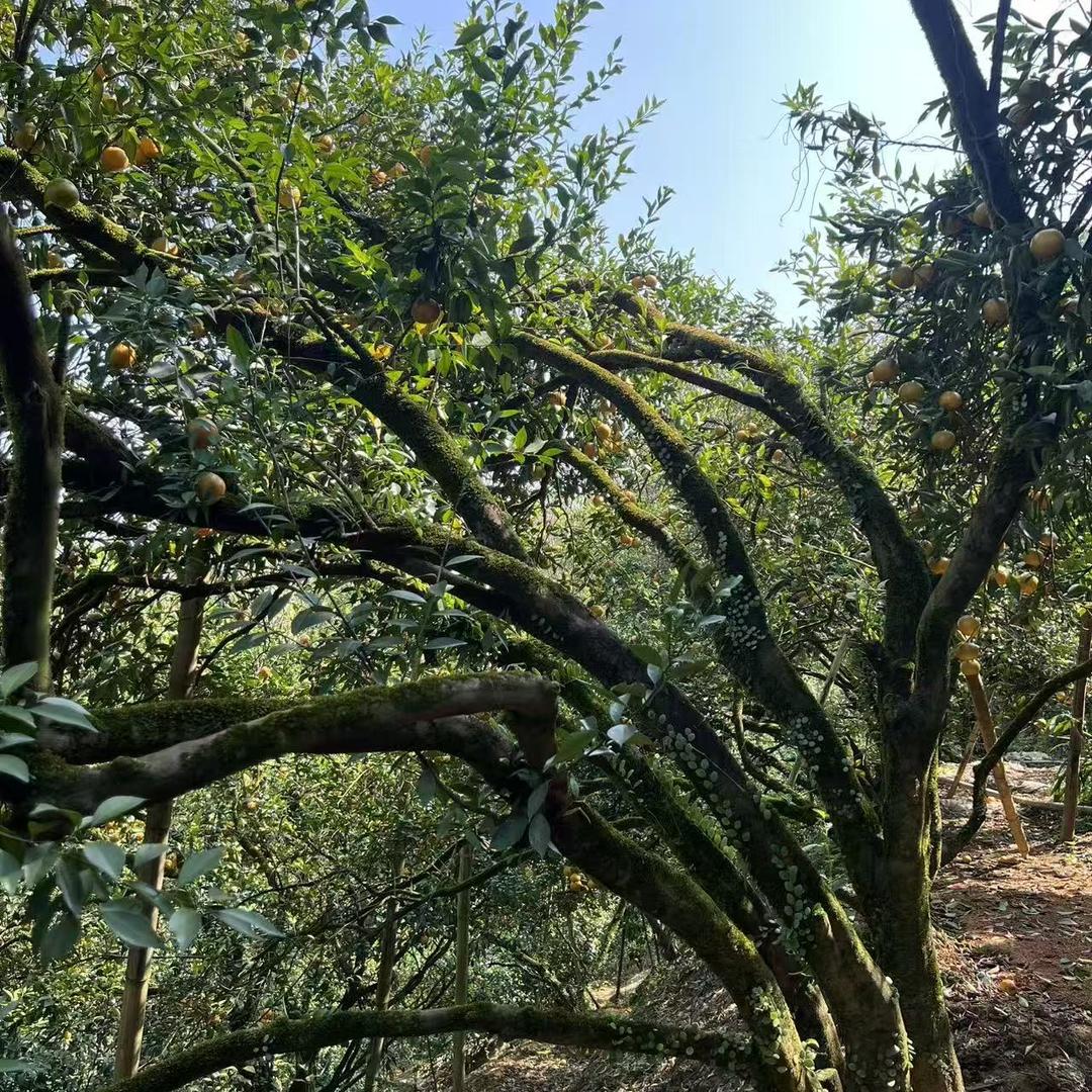 浦北平睦珍藏酒