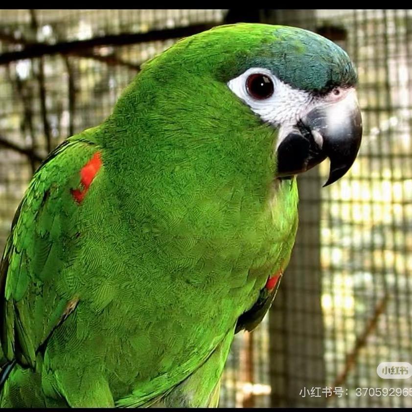 重庆精鹉门手养鸟