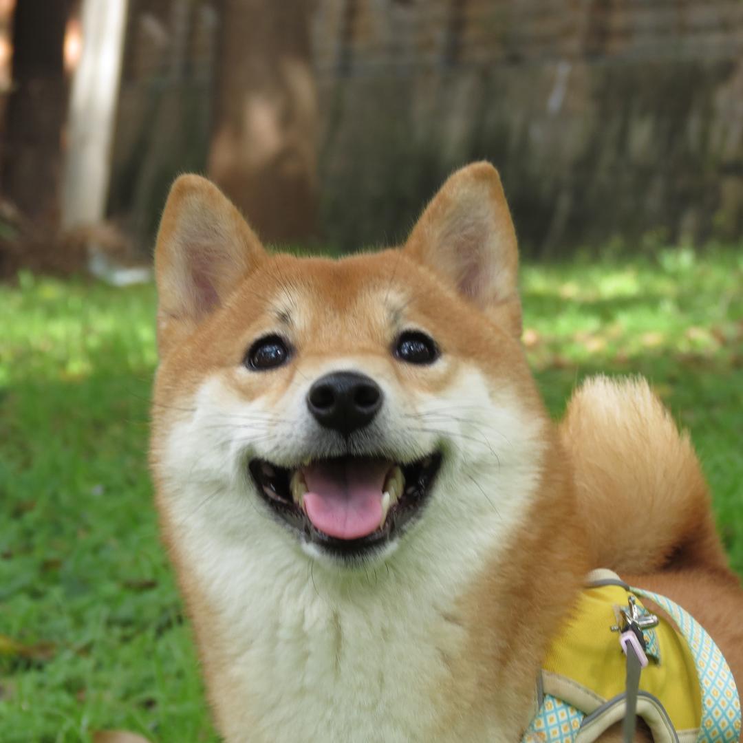 钱包汪汪叫Ⱄⱄᐝ