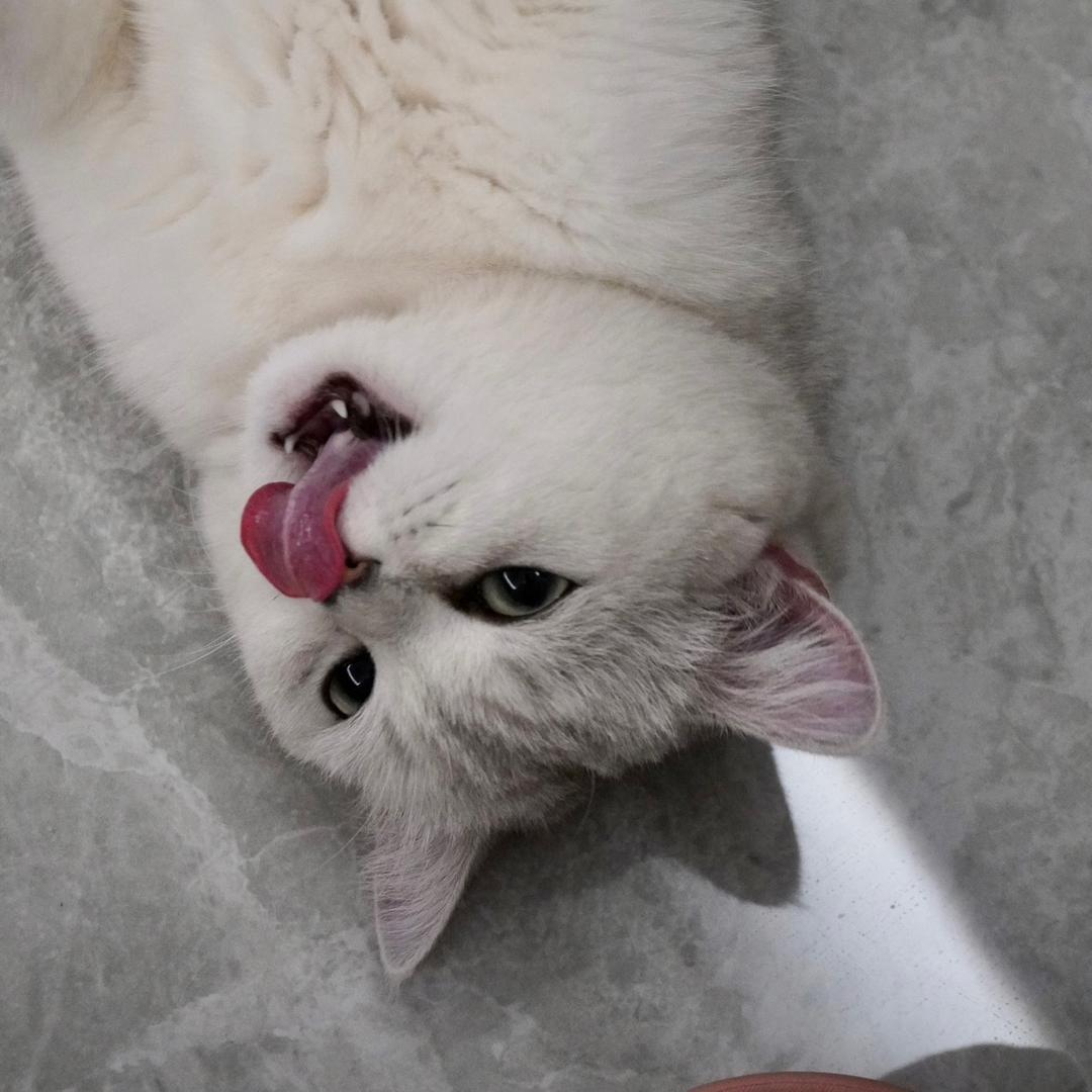 OTTOT