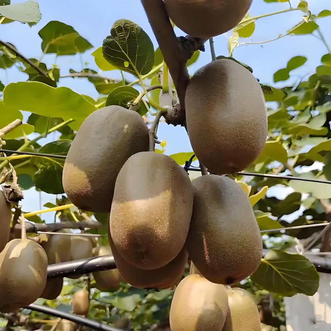 万玥阁花卉精品店