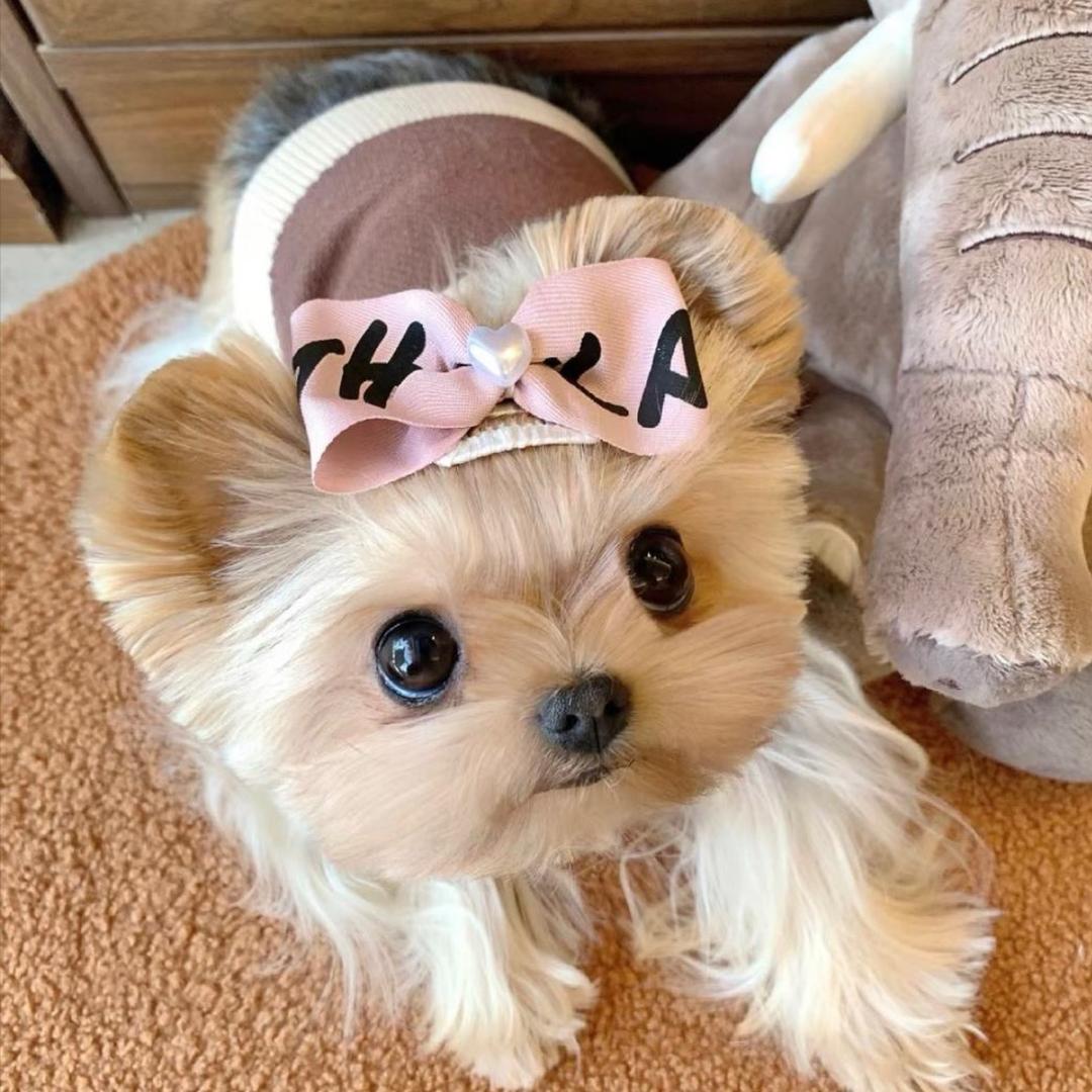 ꪔ̤̮
