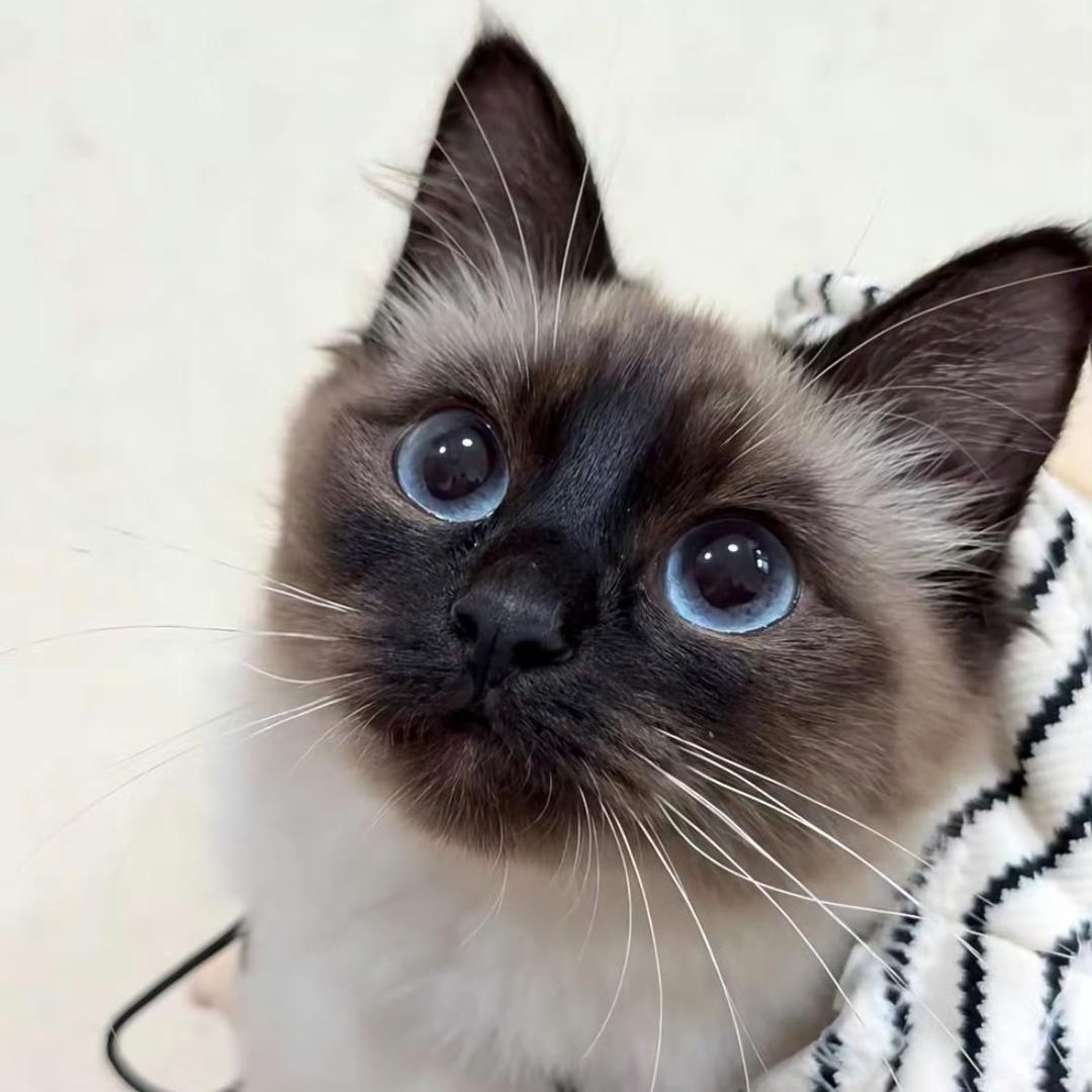 🐈‍⬛