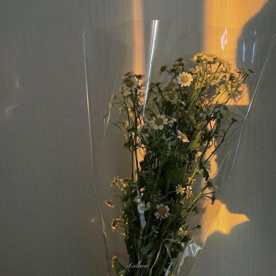 ZQ（小说爱好者）