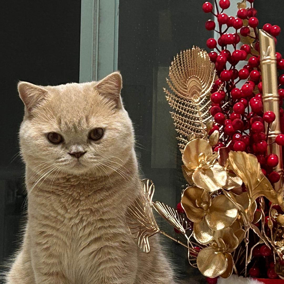 汤圆