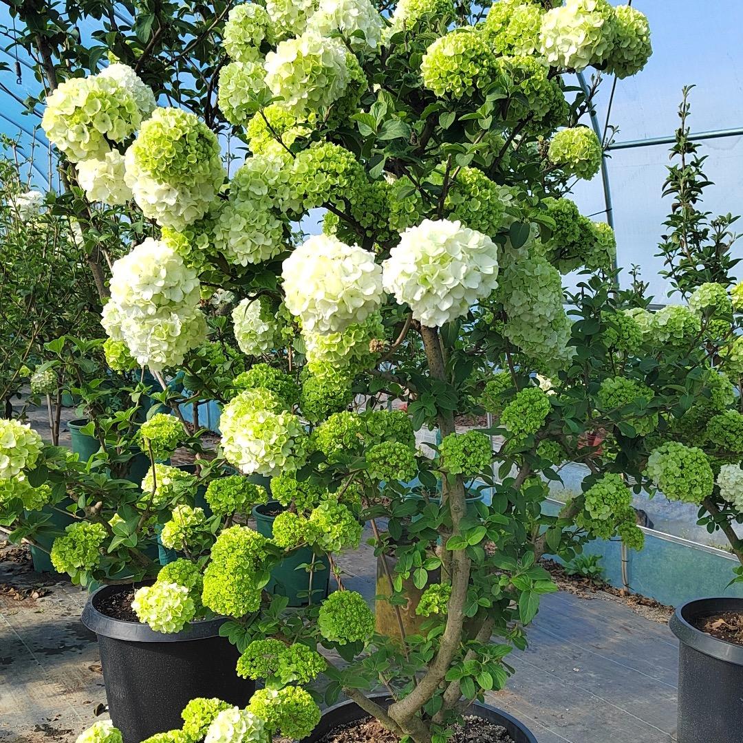 松华花卉