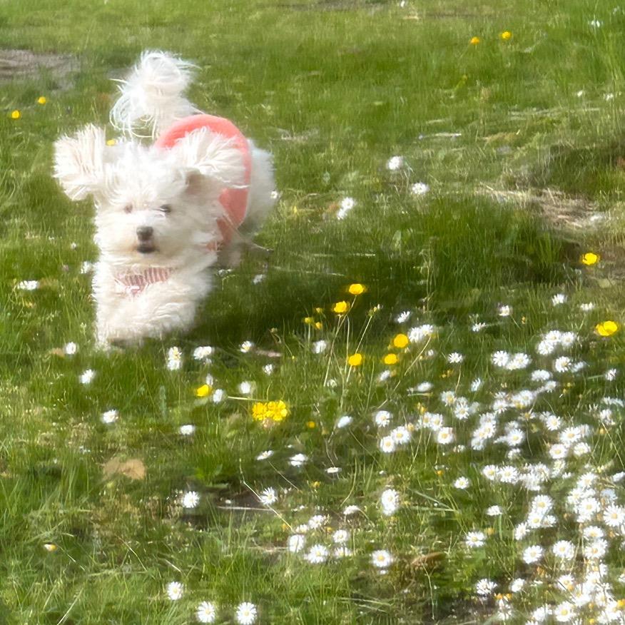 Fujiko-（正方体版）