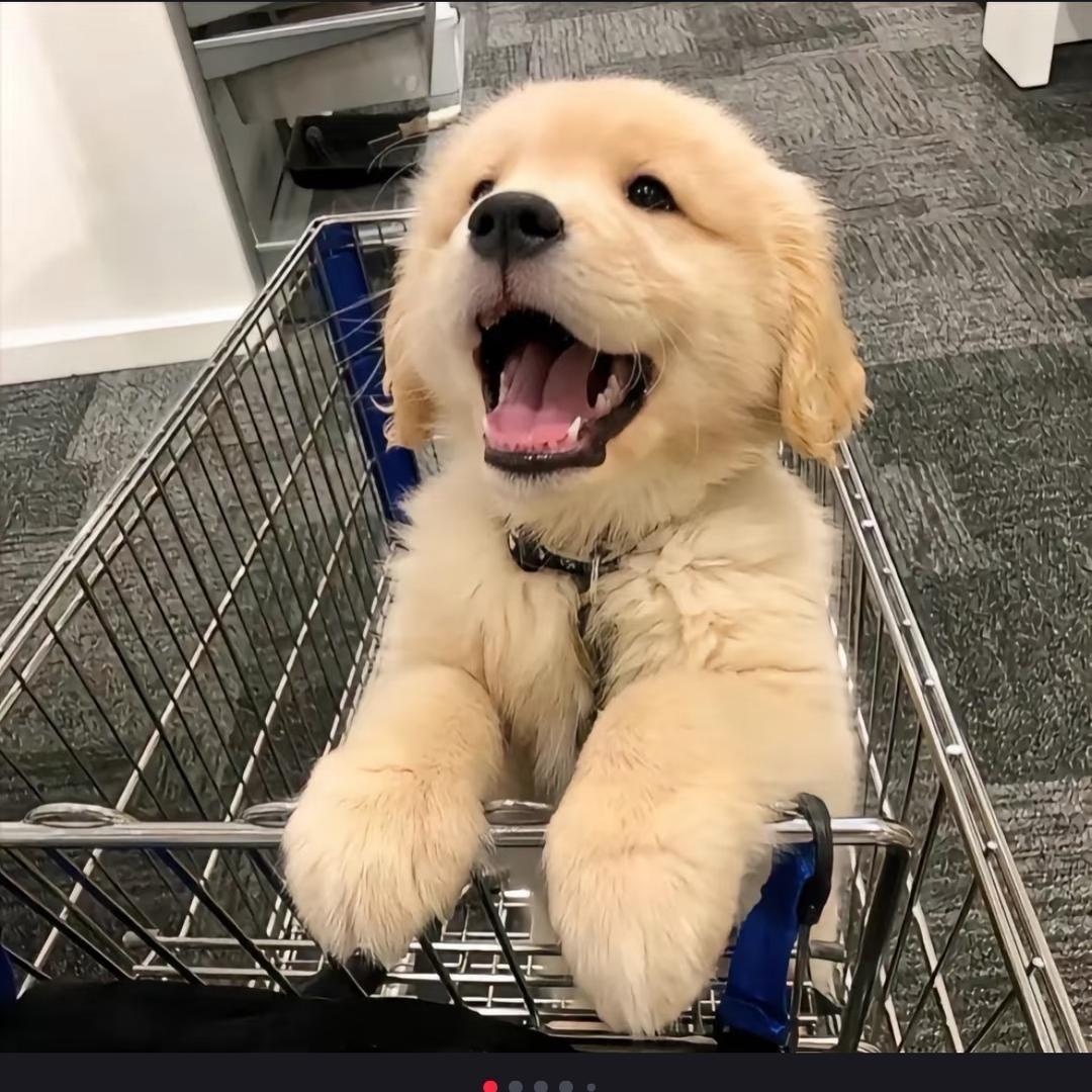 郑州巩义宠物店