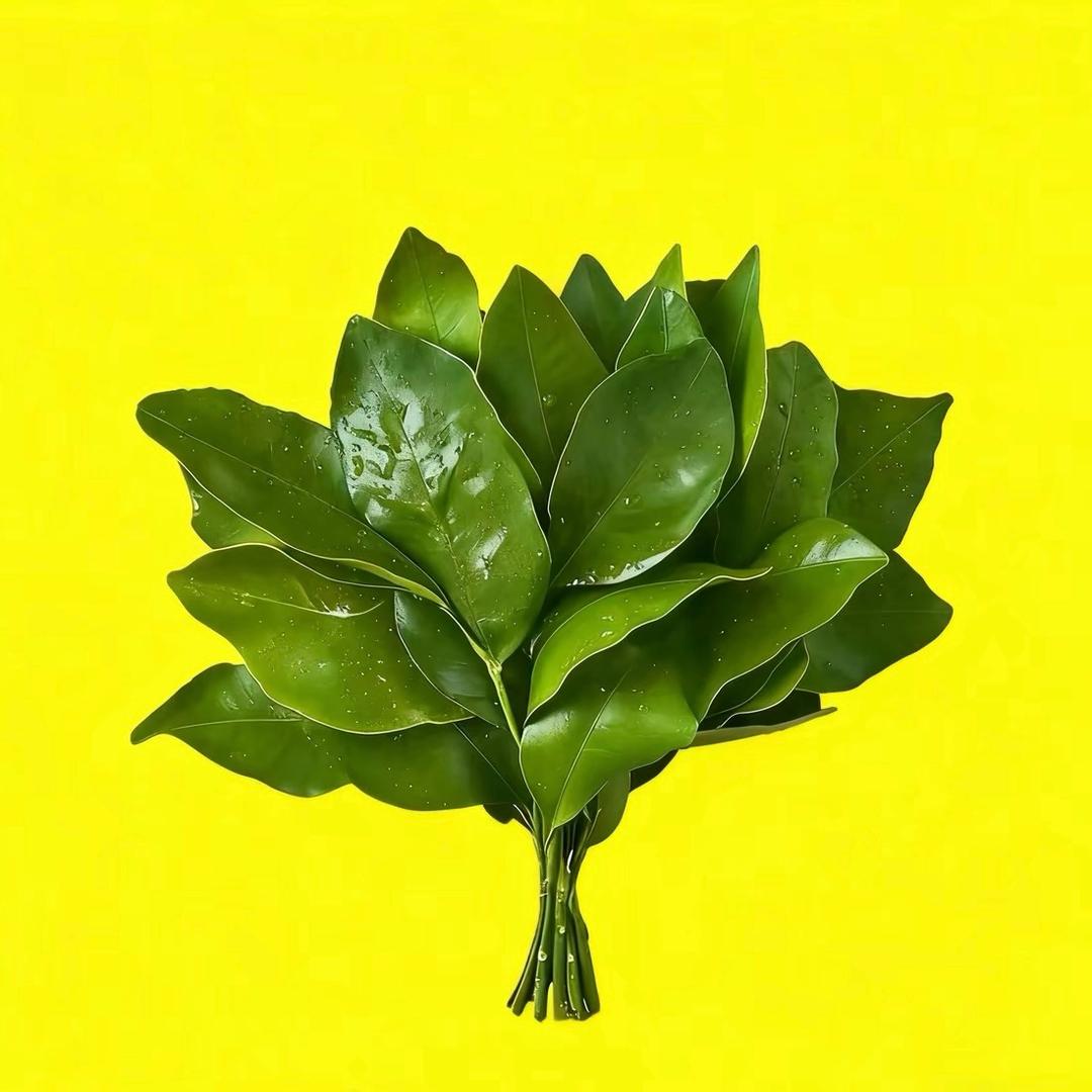 刘梦丽