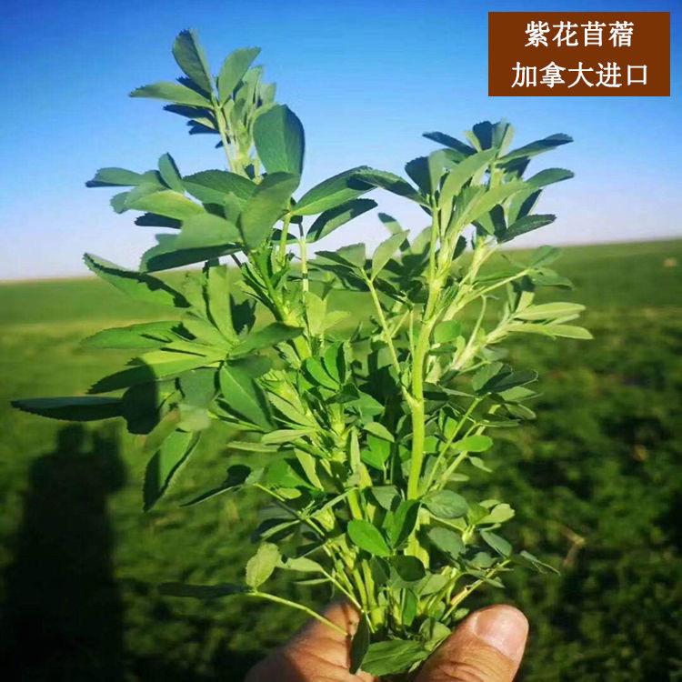 嘉誉美种业