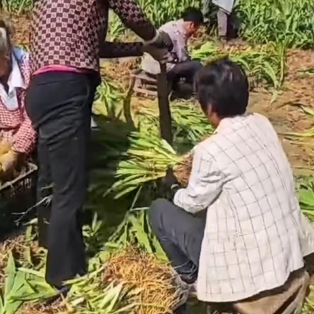 药材种苗田杰