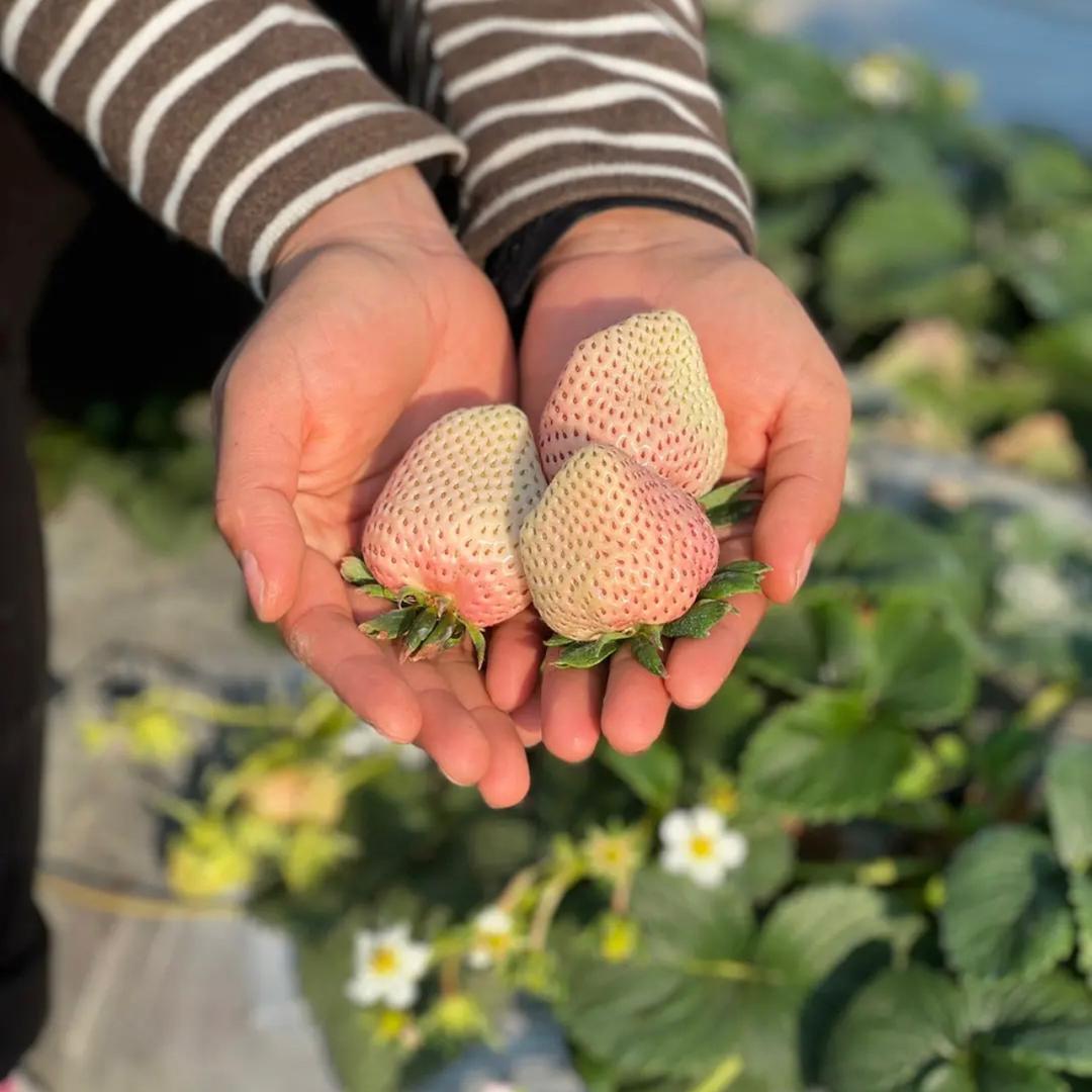 春信草莓苗扩繁基地