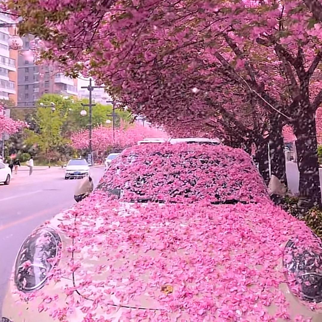 莎沙