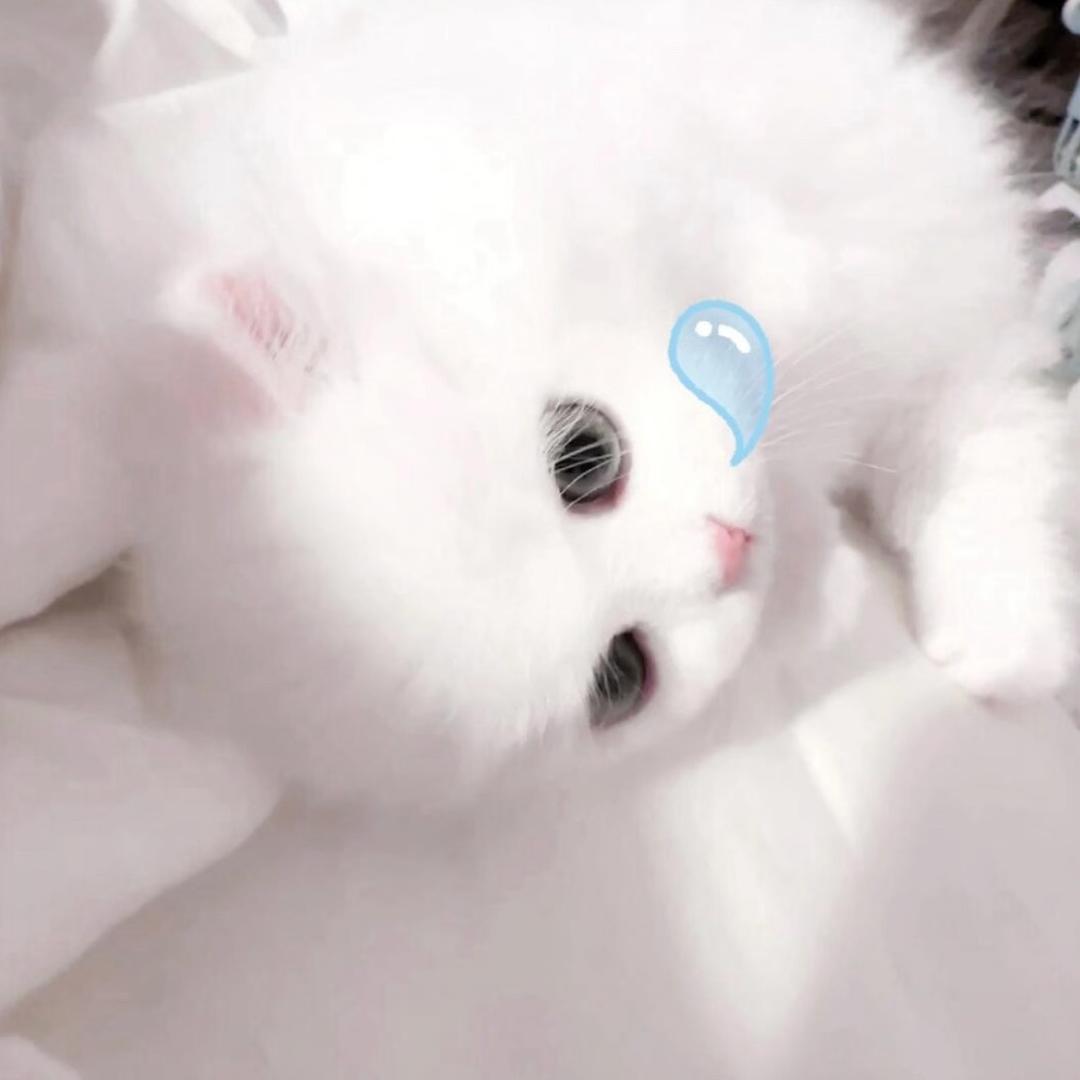 窝萌两清