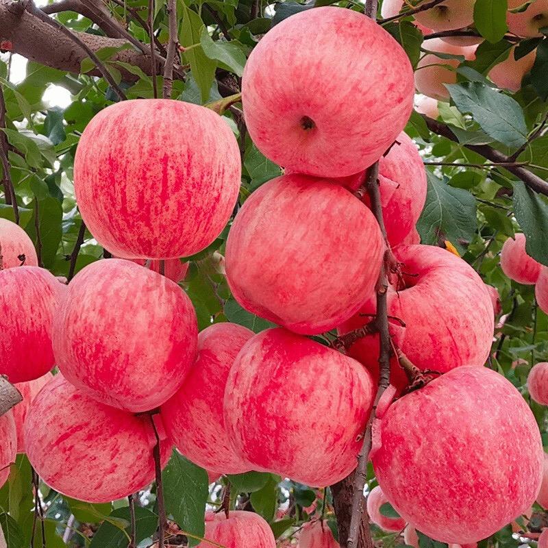 香果果园🍎