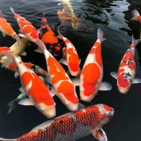 奇鳞锦鲤观赏鱼