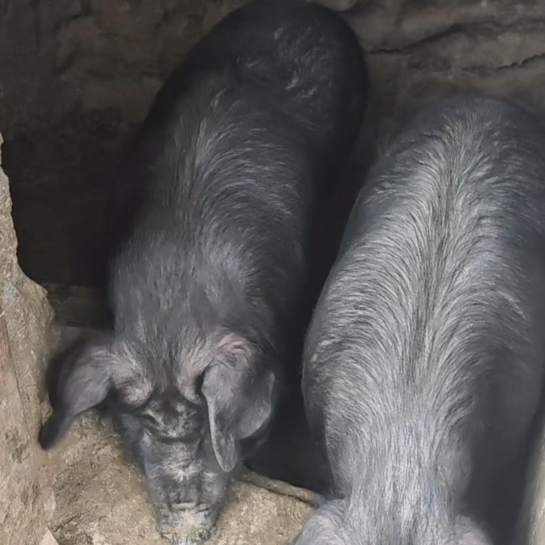 贵州农村散养土猪肉
