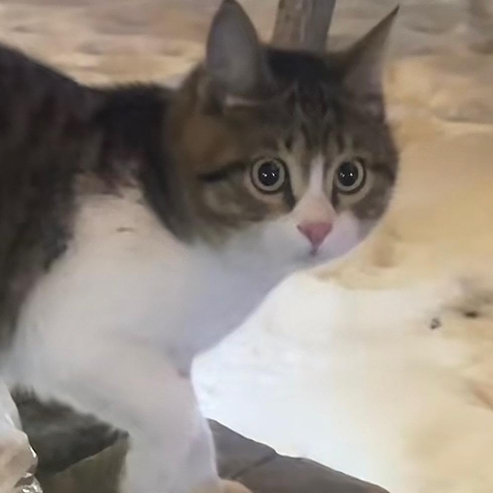 胖熊熊～
