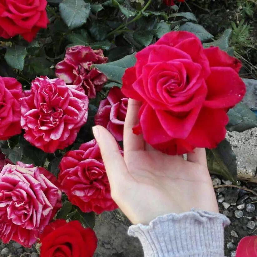 白小霜大圣塑料袋