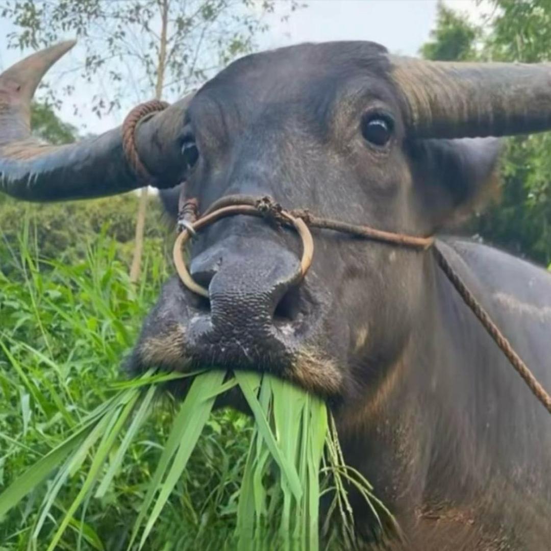 警告⚠️检测到您传播不良内容，即将关播