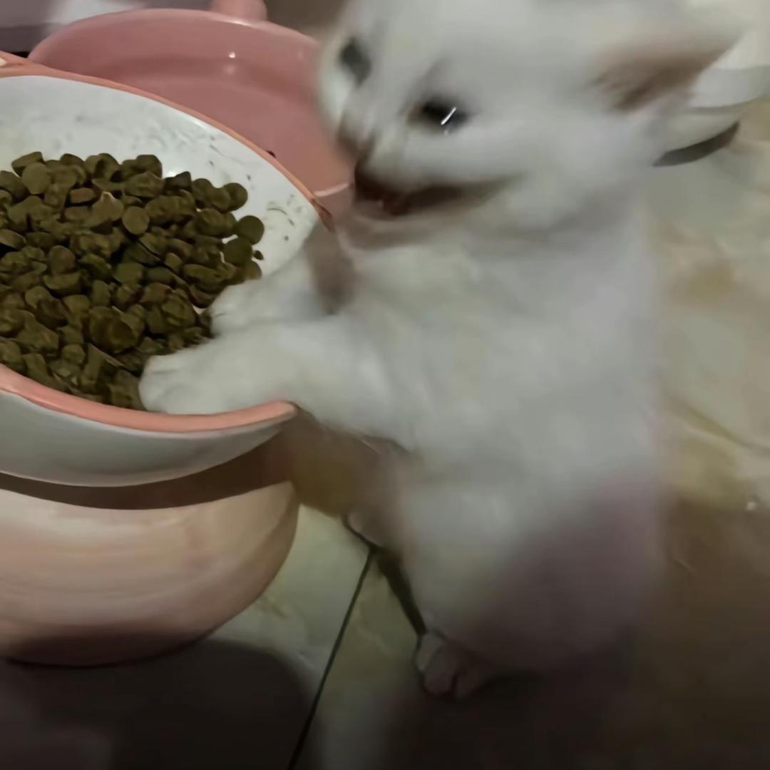 不聪明还秃顶