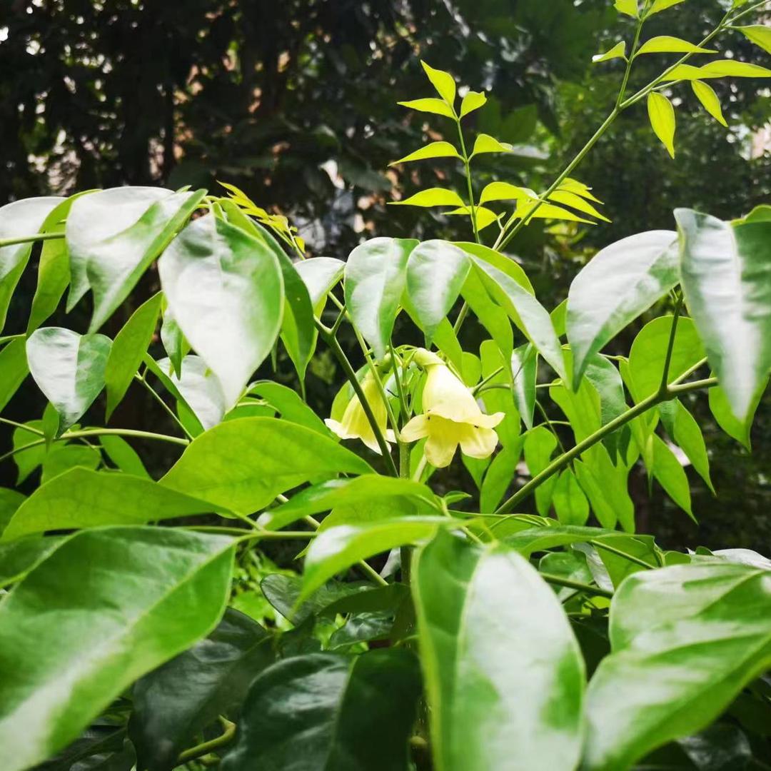 🎶无所吊谓⬆︎♌️