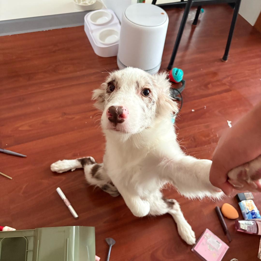 我有小狗 你有吗