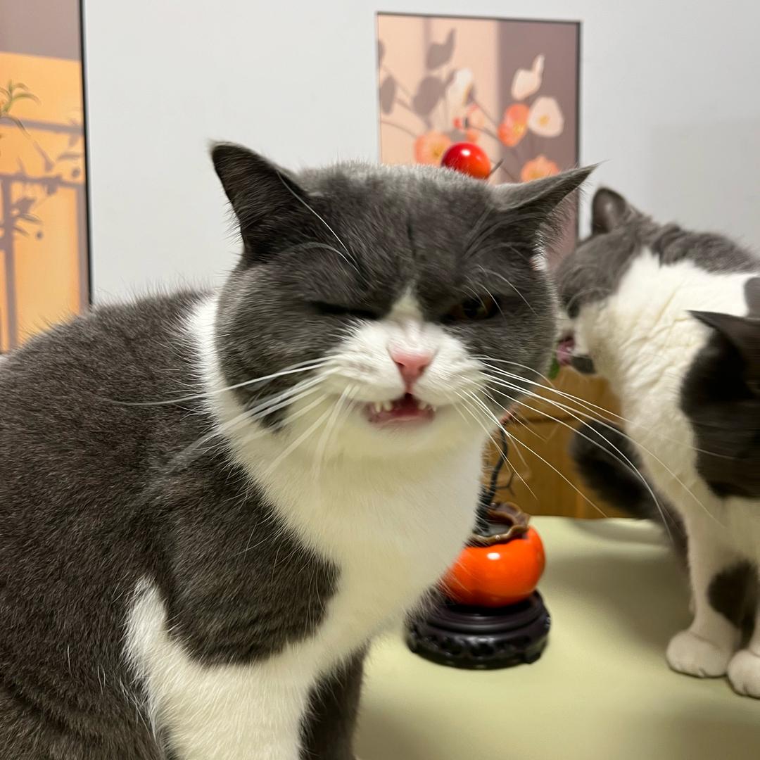 猫小小