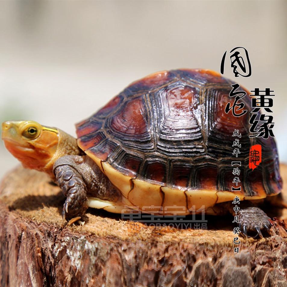 龟宝宝名龟之家
