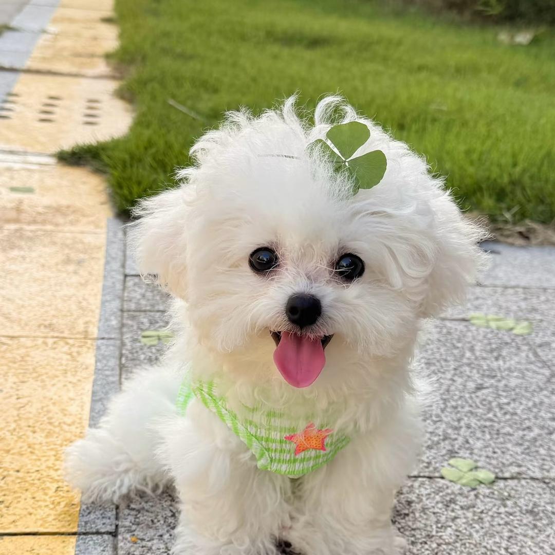 小不点狗
