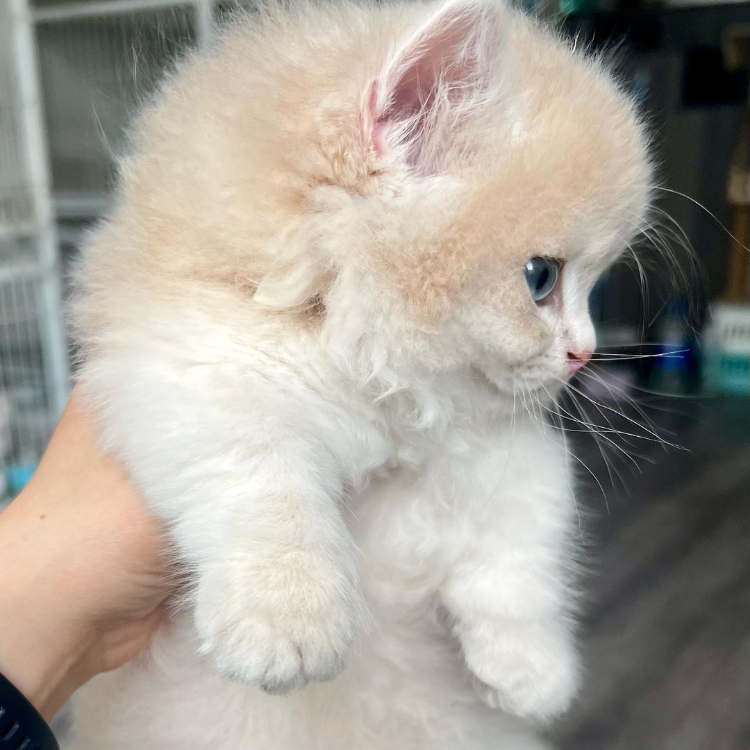 家庭养猫