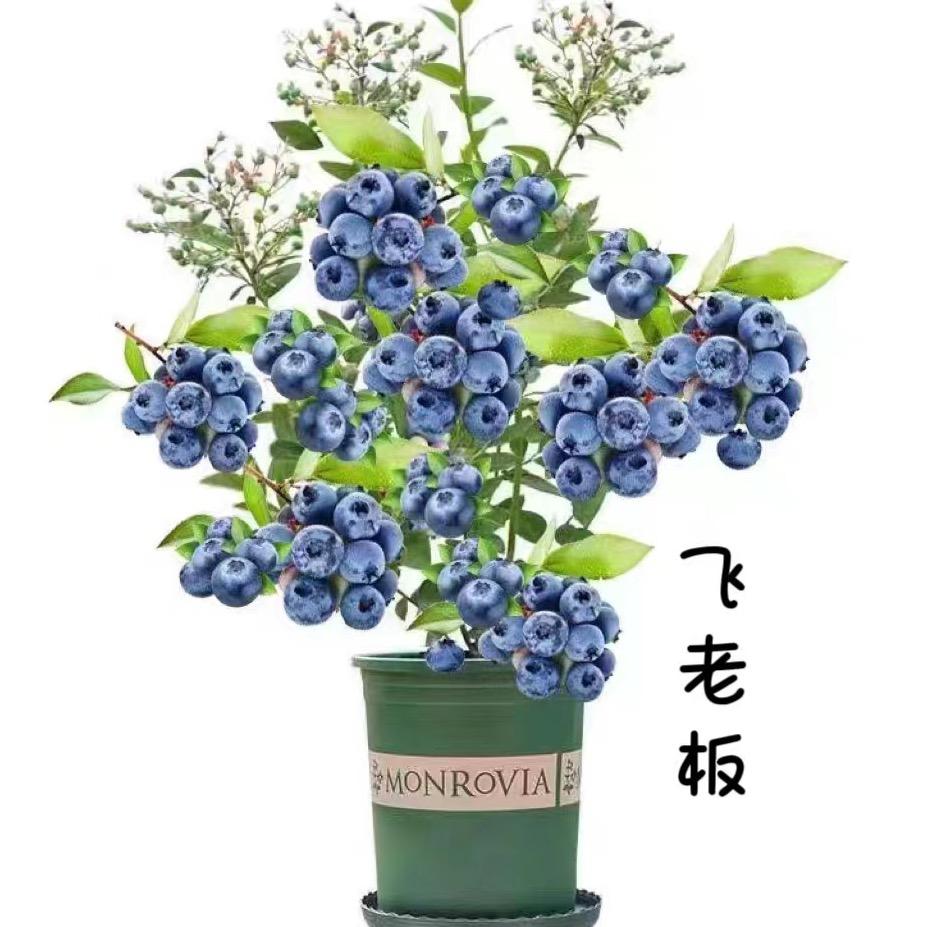 梦芷园腾果树苗木专卖店